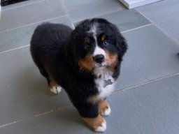 Puppies